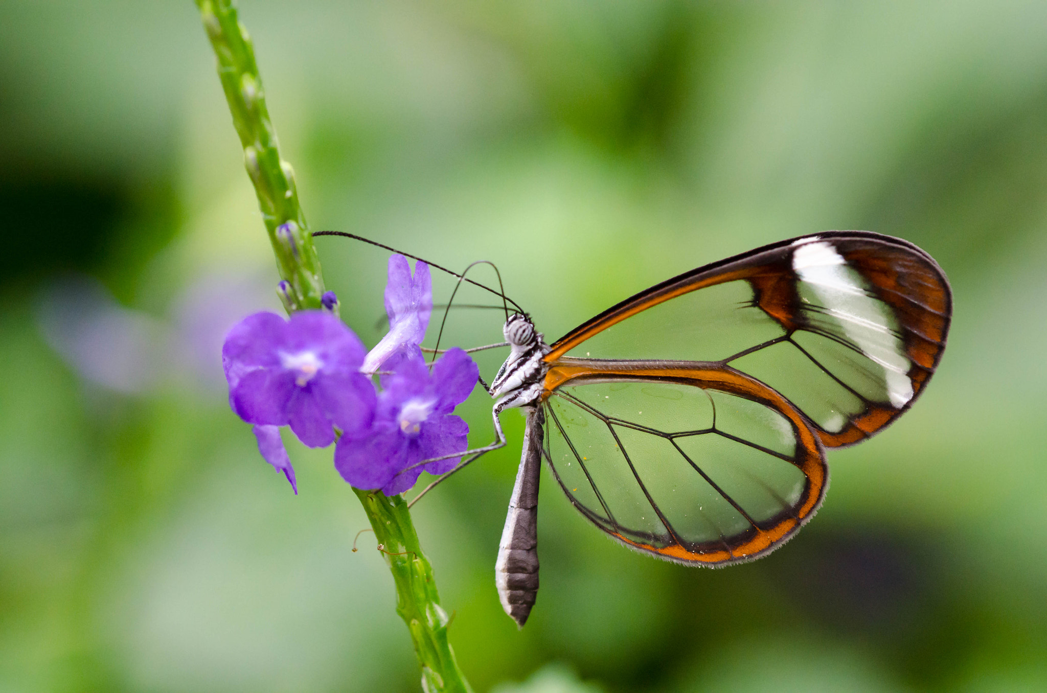 Sigma 105mm F2.8 EX DG OS HSM sample photo. Buttergly photography
