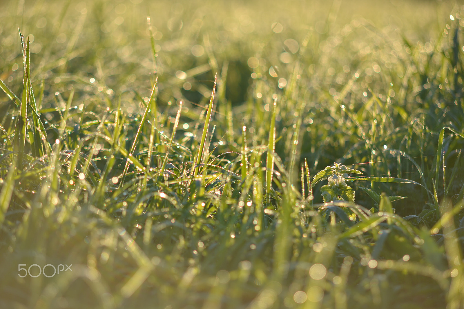Sigma 50-150mm F2.8 EX APO DC HSM II sample photo. Morning photography