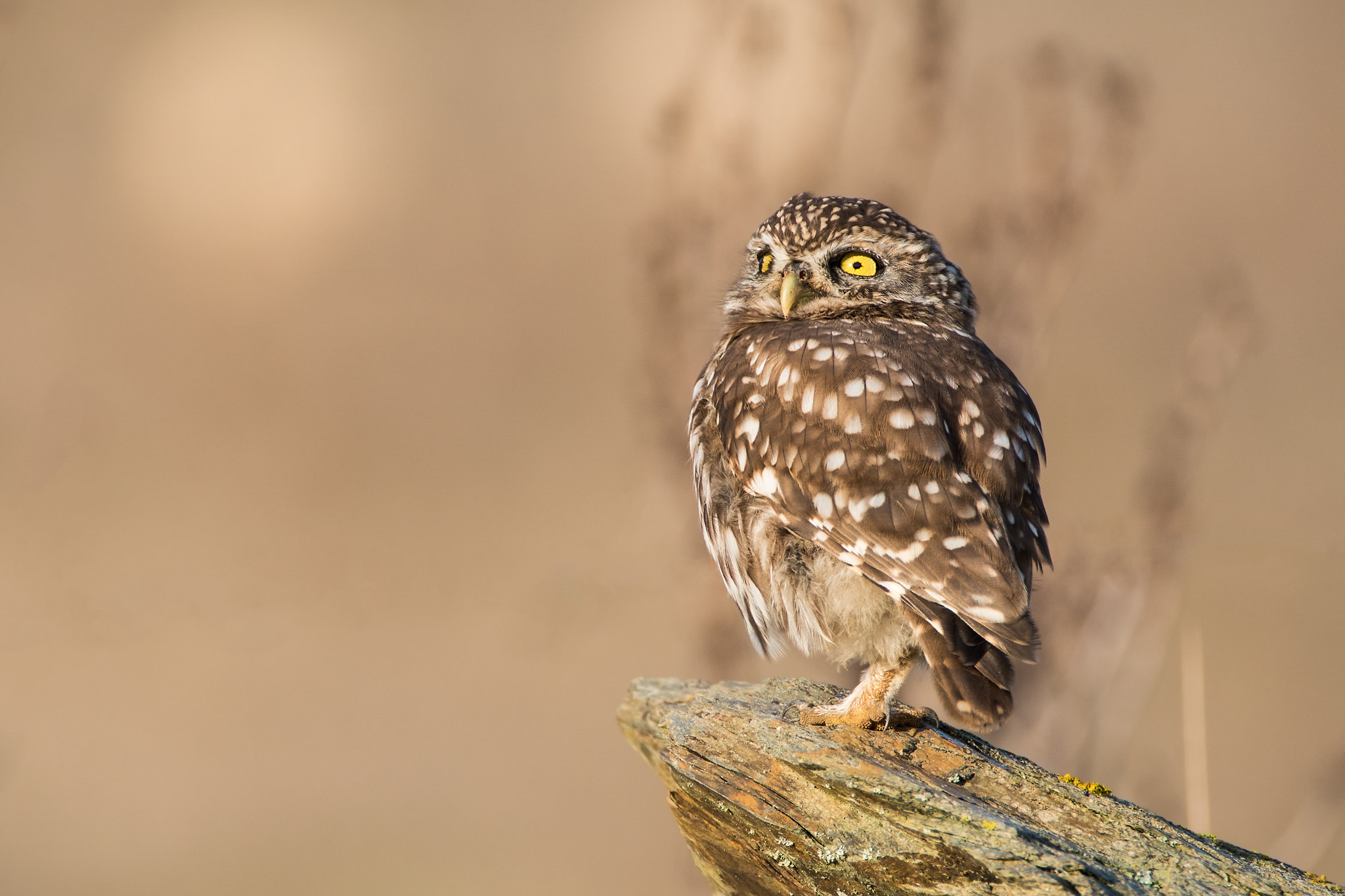 Sony ILCA-77M2 + Tamron SP 150-600mm F5-6.3 Di VC USD sample photo. Athene noctua photography