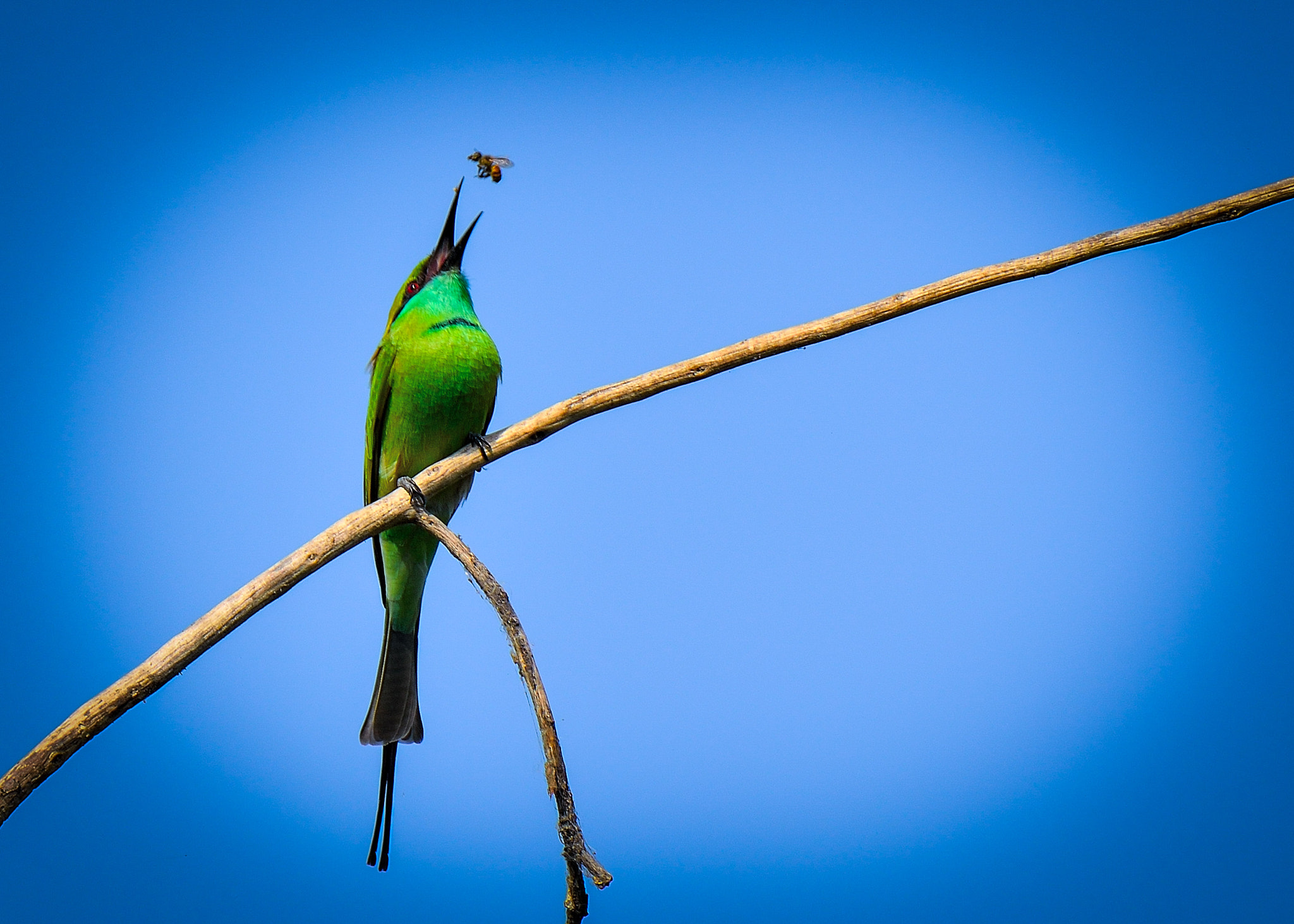Nikon D3300 + Tamron SP 150-600mm F5-6.3 Di VC USD sample photo. Toss it up... | green bee eater | oct'16 | photography