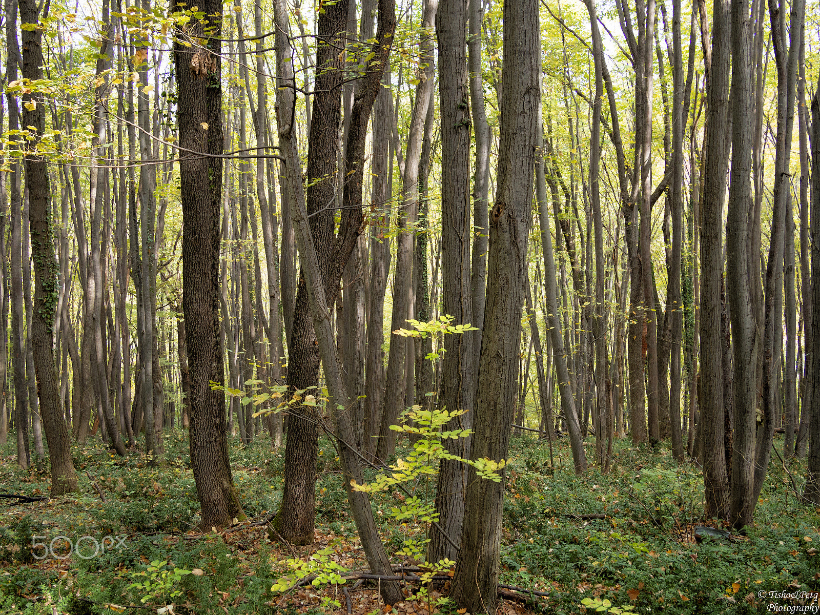 Olympus OM-D E-M5 + LUMIX G 20/F1.7 II sample photo. Into the wood photography