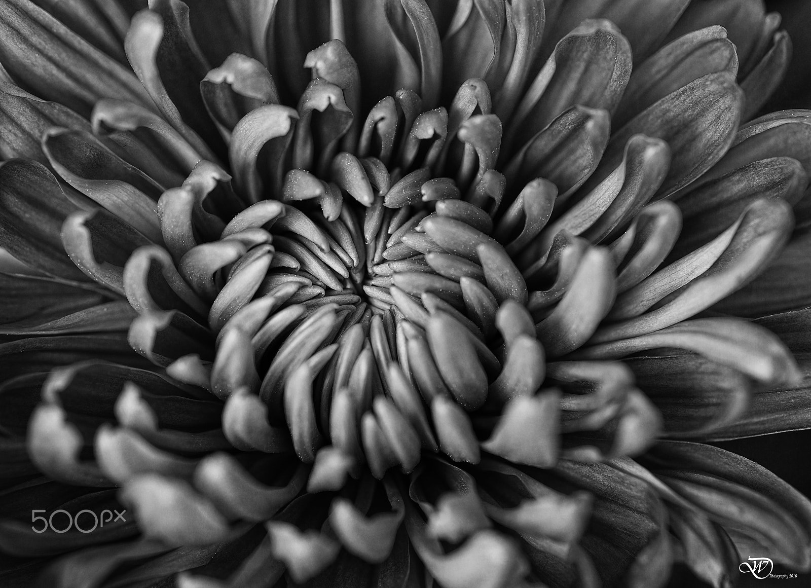 Nikon D750 + Tokina AT-X Pro 100mm F2.8 Macro sample photo. B&w flower photography