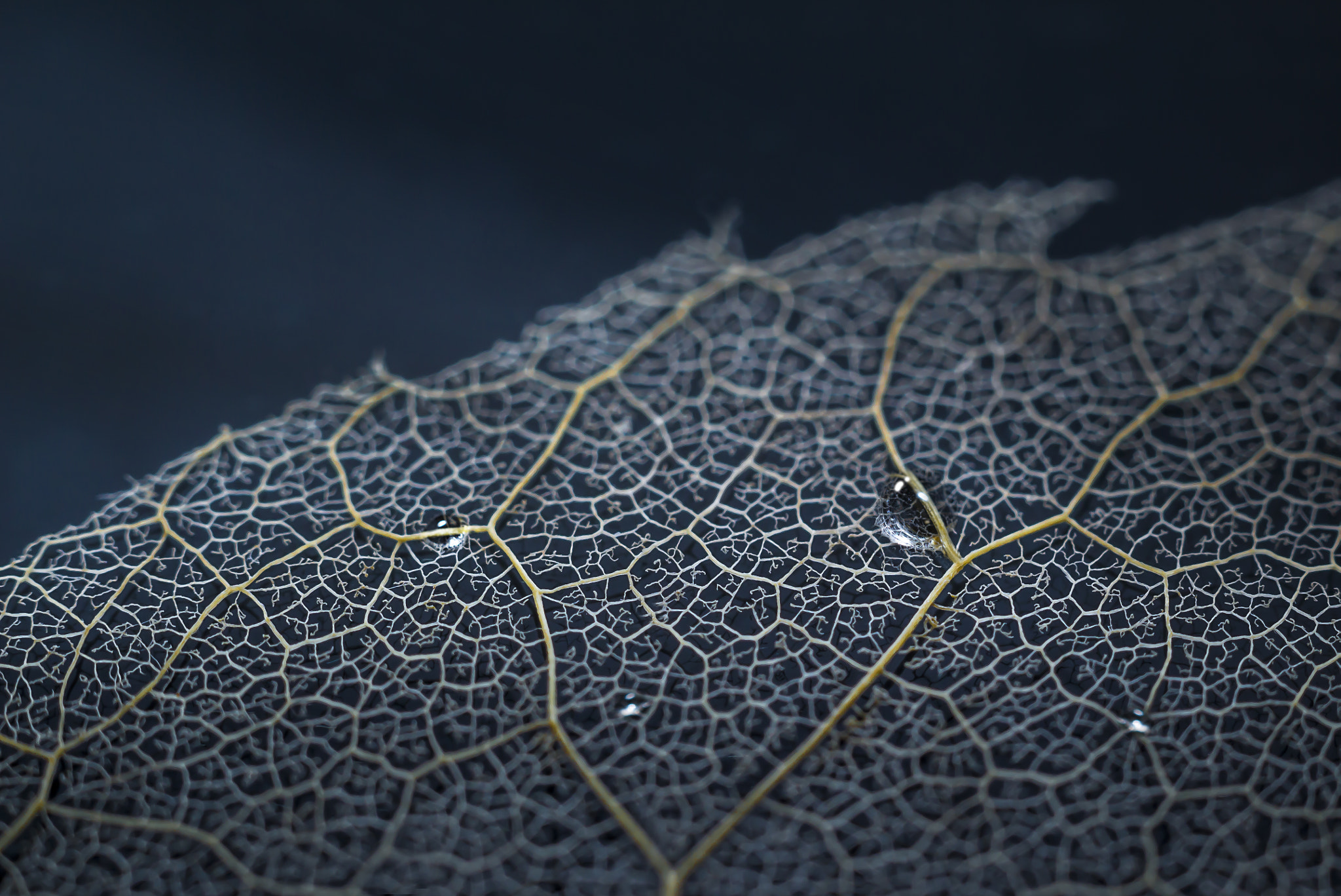 Canon EF 35-80mm f/4-5.6 sample photo. "skeleton" of the leaf. photography