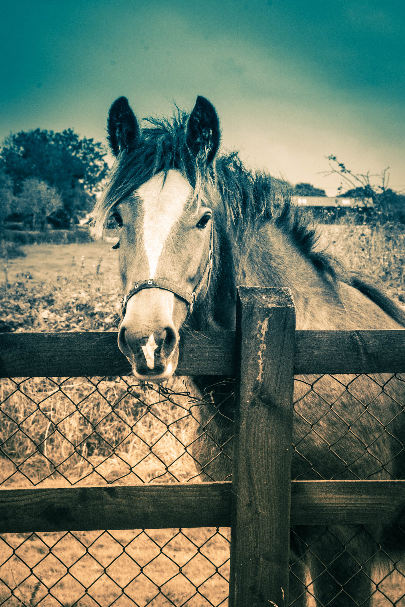 Canon EOS 80D + Tamron SP AF 90mm F2.8 Di Macro sample photo. Horse photography