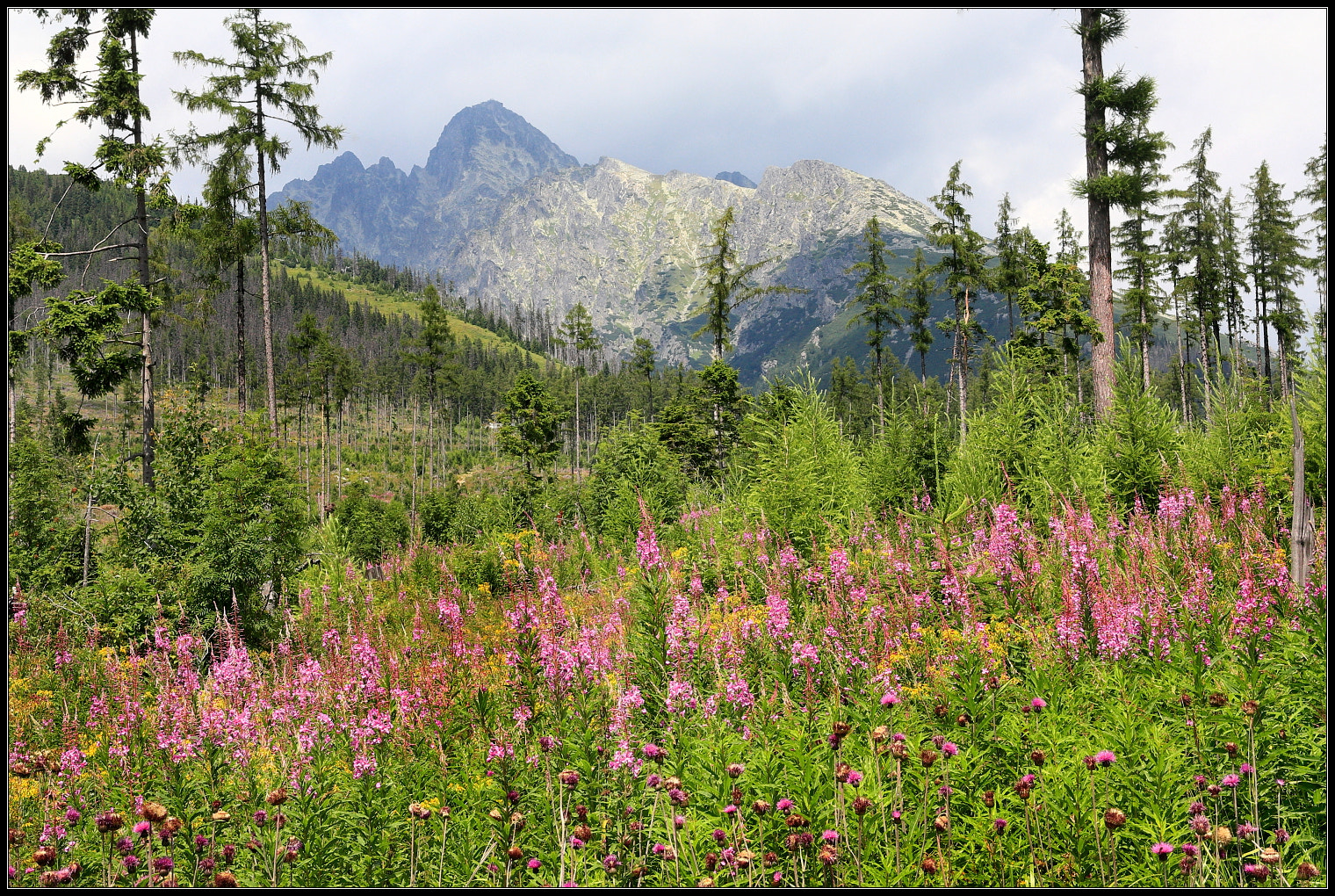 Canon EOS 450D (EOS Rebel XSi / EOS Kiss X2) sample photo. Slovakia/tatra mountains photography