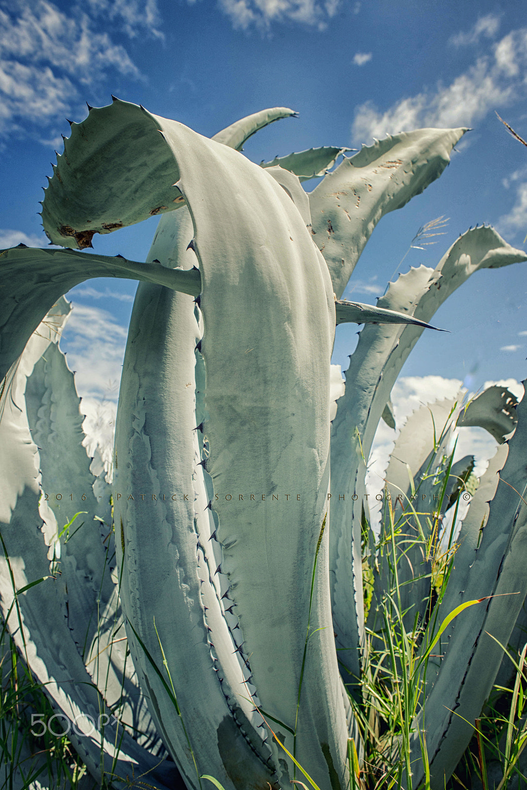 Nikon D600 sample photo. Agave field photography