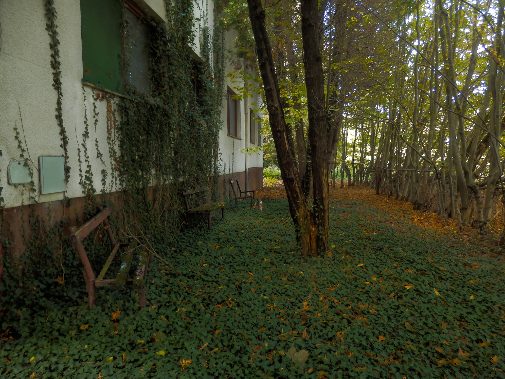 Olympus SZ-31MR sample photo. Art of the nature. photography