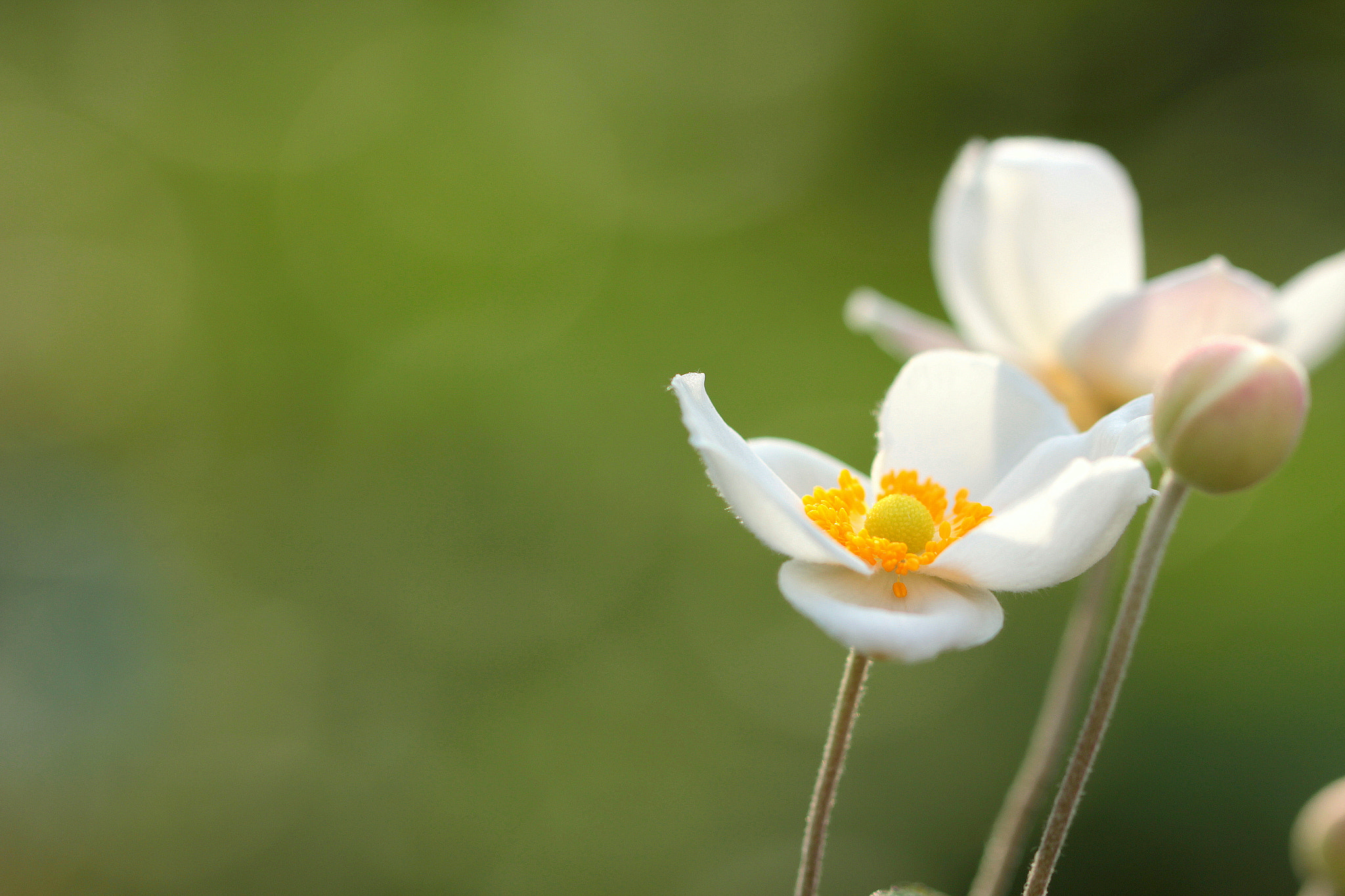 Canon EOS 650D (EOS Rebel T4i / EOS Kiss X6i) sample photo. In the light photography