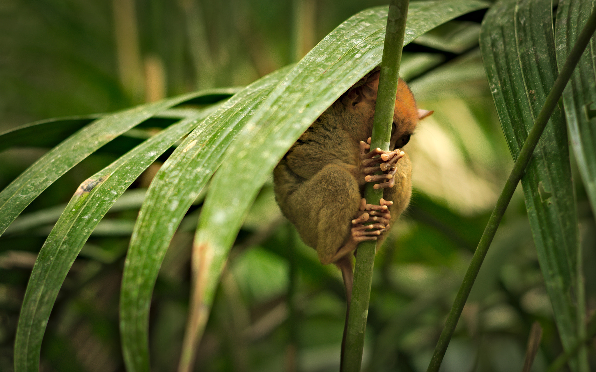 Pentax K-3 sample photo. Shy tarsier ii photography