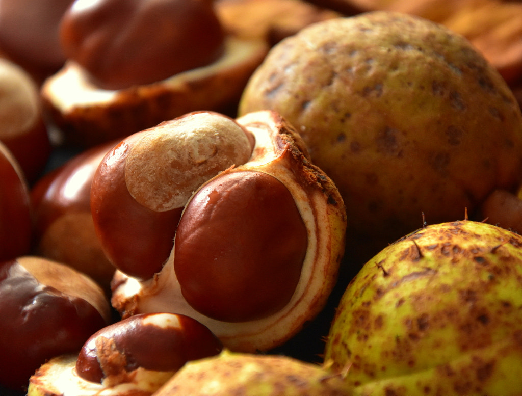 Chestnuts/Conkers by Andrea Pattinson on 500px.com