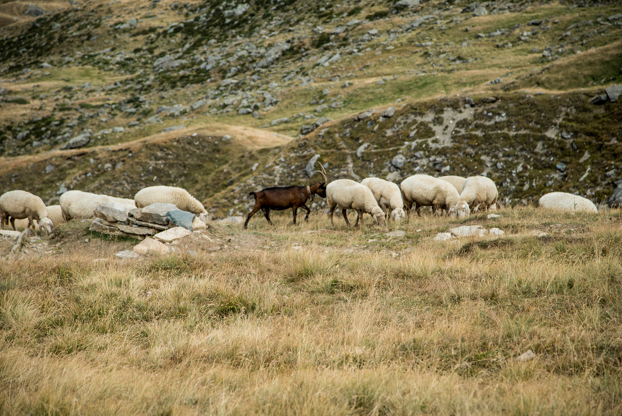 24-105mm F4 G SSM OSS sample photo. Sheep in alps, italy photography