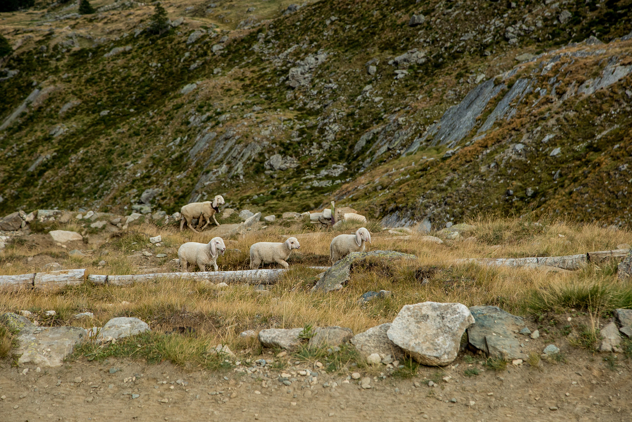24-105mm F4 G SSM OSS sample photo. Little lambs photography