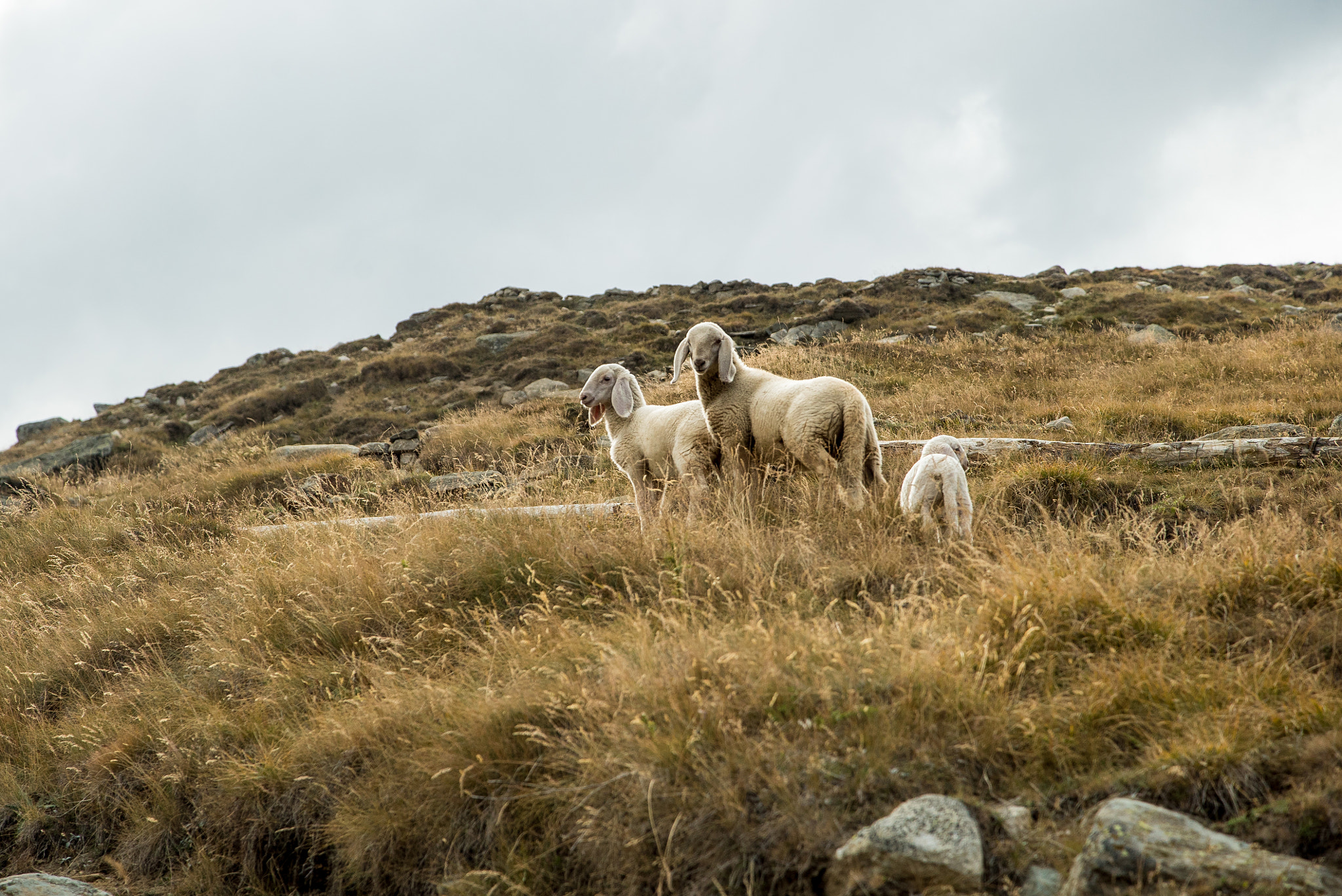 24-105mm F4 G SSM OSS sample photo. The glowing sheep photography