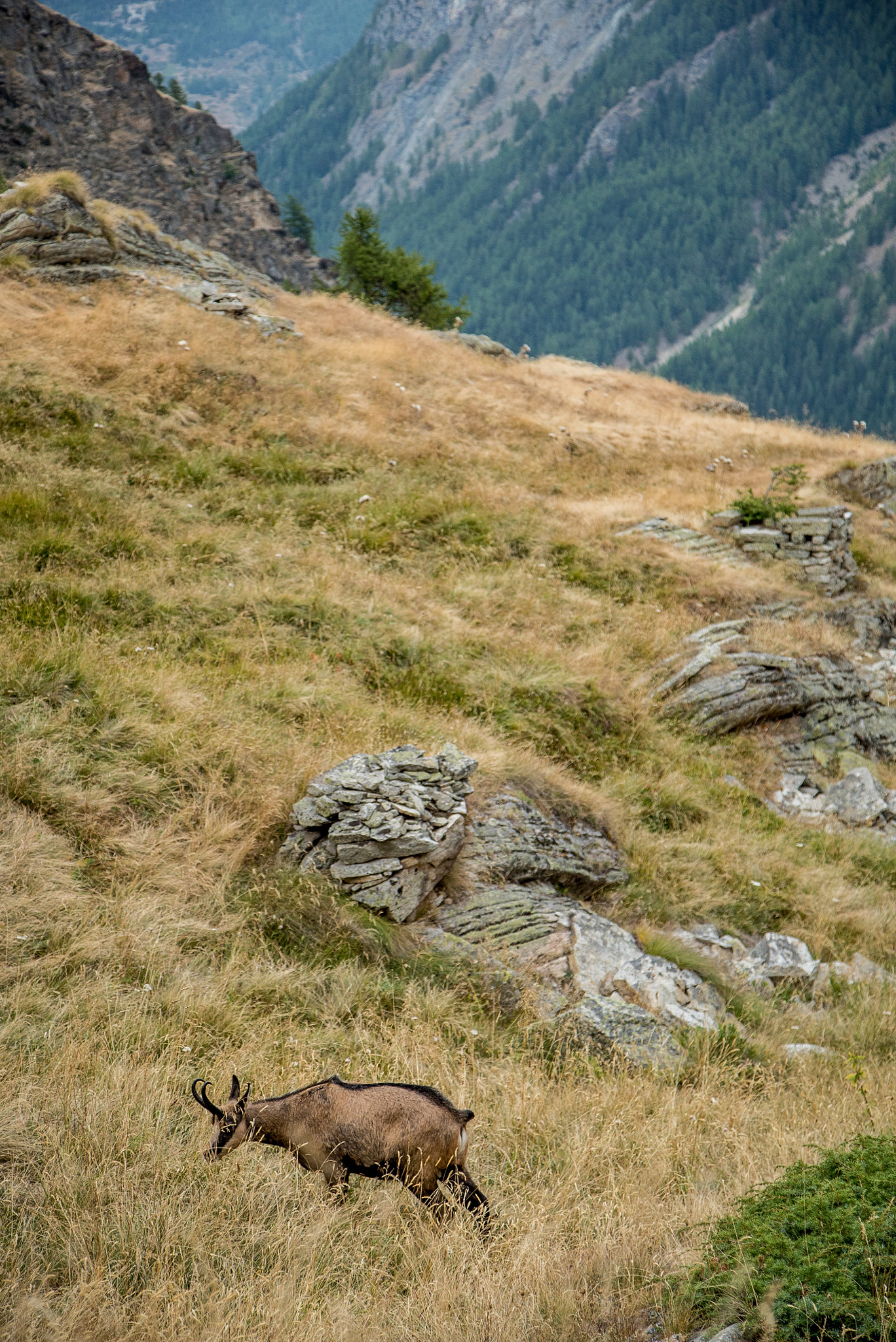 24-105mm F4 G SSM OSS sample photo. Wildlife in the alps photography