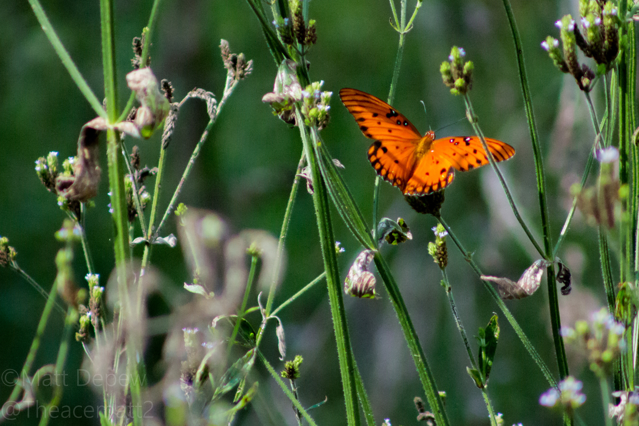 Backyard Butterflies