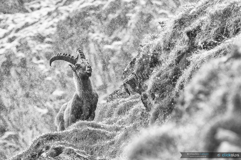 Canon EF 300mm F2.8L IS USM sample photo. Capra ibex photography