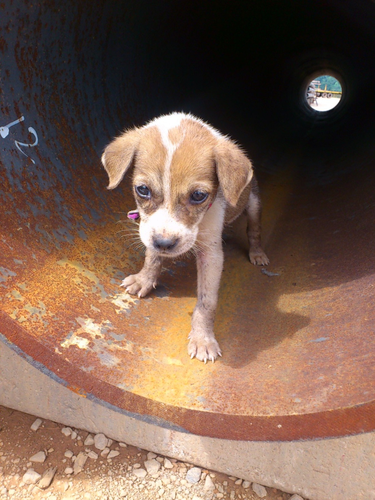 Sony Ericsson Xperia ray sample photo. Doggy in pipe () photography