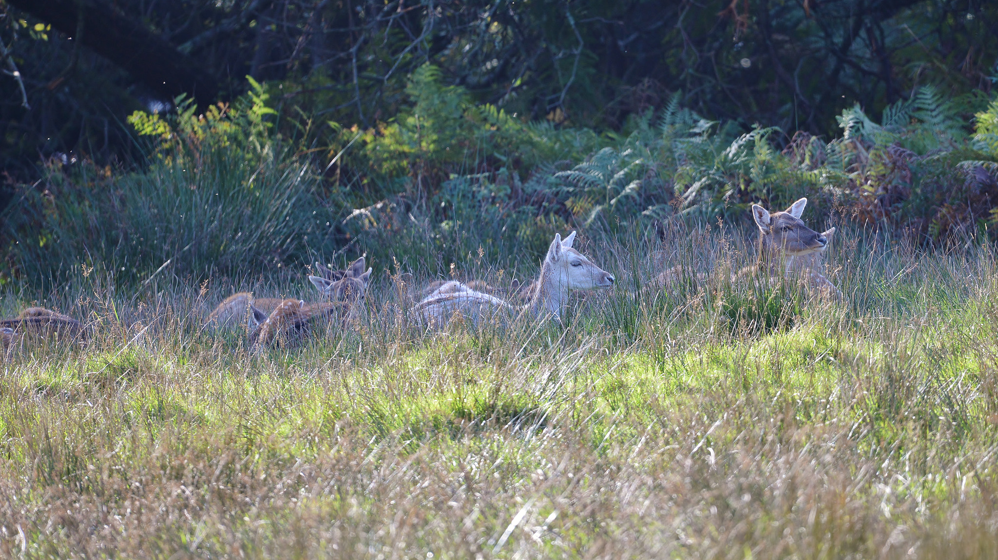 Sigma 150-600mm F5-6.3 DG OS HSM | S sample photo. Fallow deer hiding in the grass photography