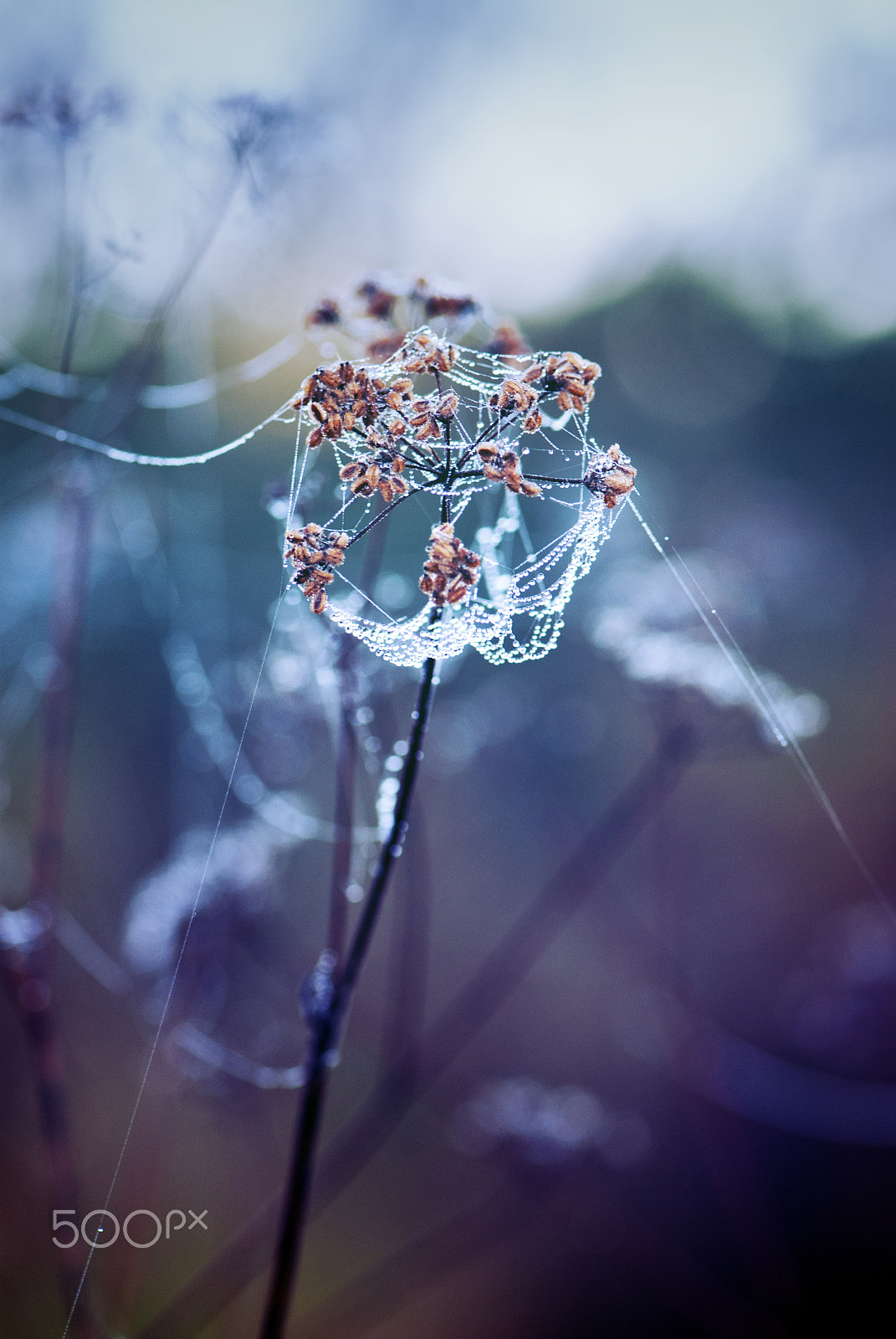 Nikon AF-S Micro-Nikkor 105mm F2.8G IF-ED VR sample photo. Attrape gouttes photography