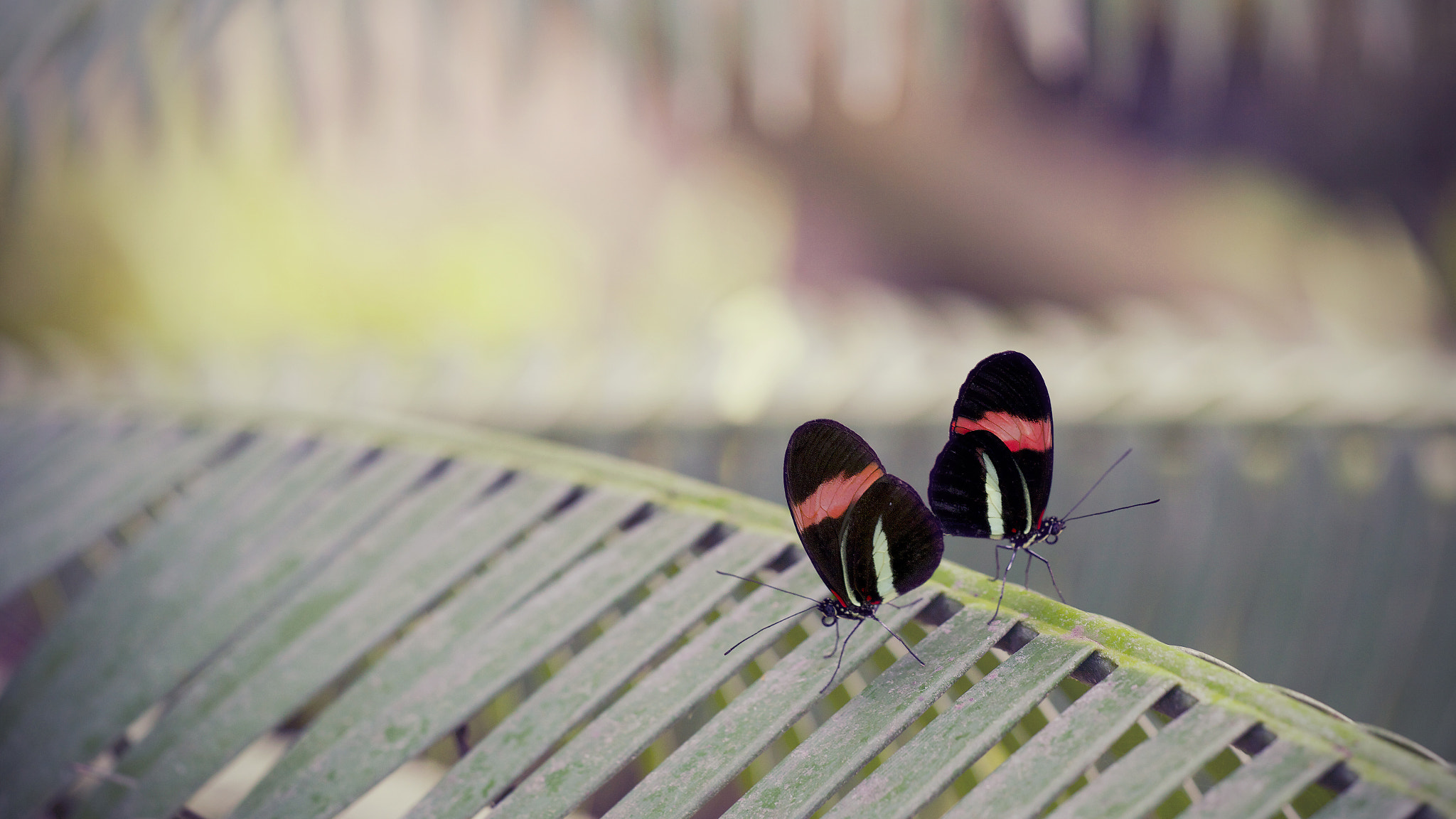 Sigma APO Macro 150mm f/2.8 EX DG HSM sample photo. Butterfly romance photography