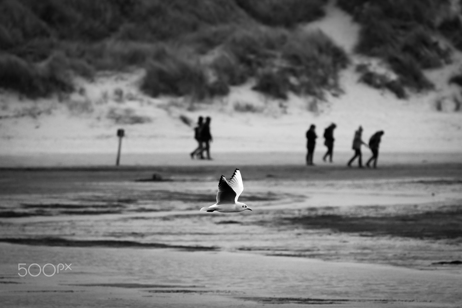 Fujifilm X-T10 + Fujifilm XC 50-230mm F4.5-6.7 OIS II sample photo. Seagull.jpg photography