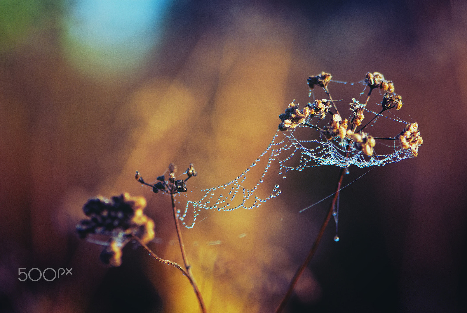 Nikon AF-S Micro-Nikkor 105mm F2.8G IF-ED VR sample photo. Magie entoilée photography