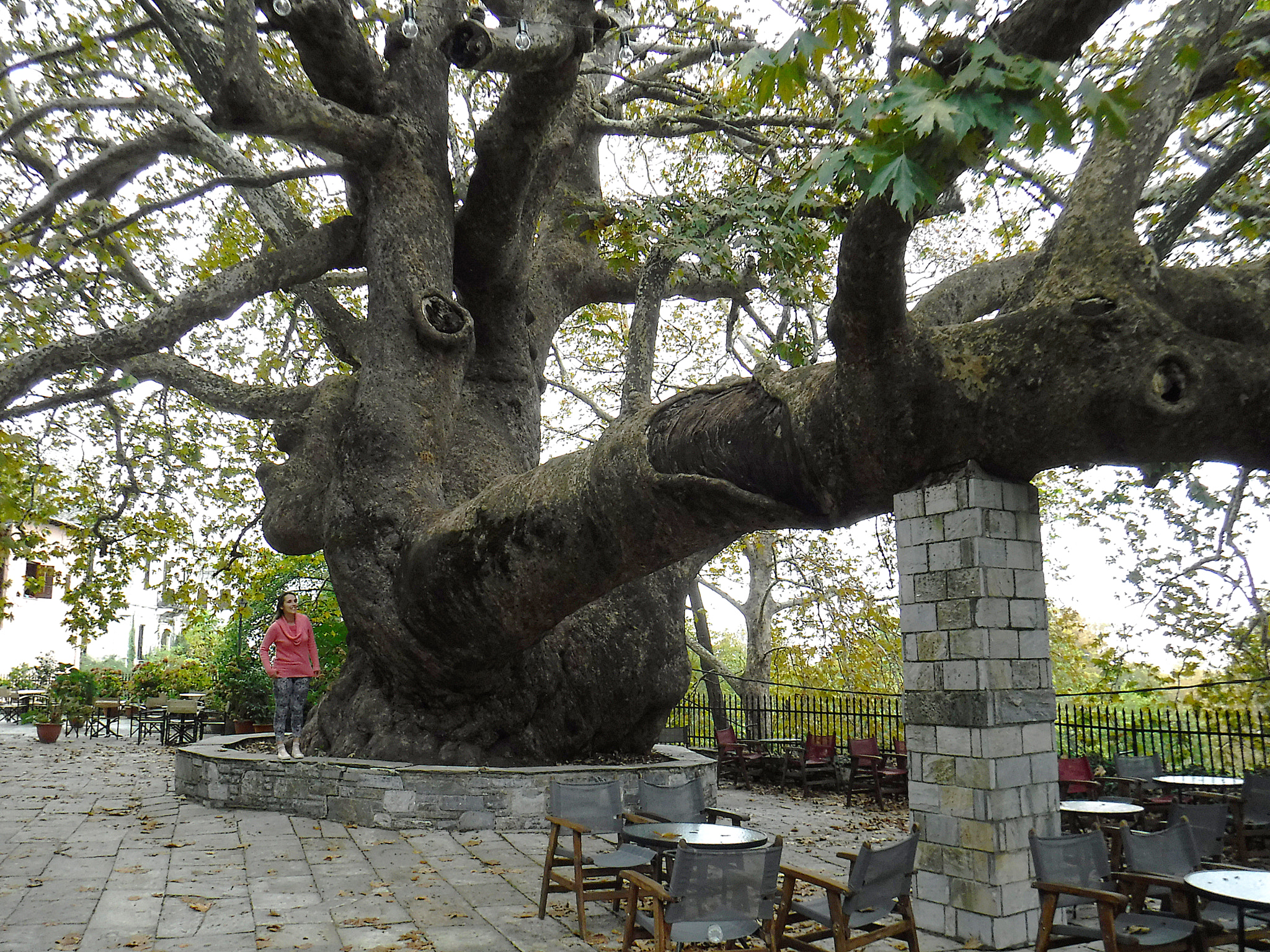 Fujifilm FinePix XP80 XP81 XP85 sample photo. Platanus tree photography