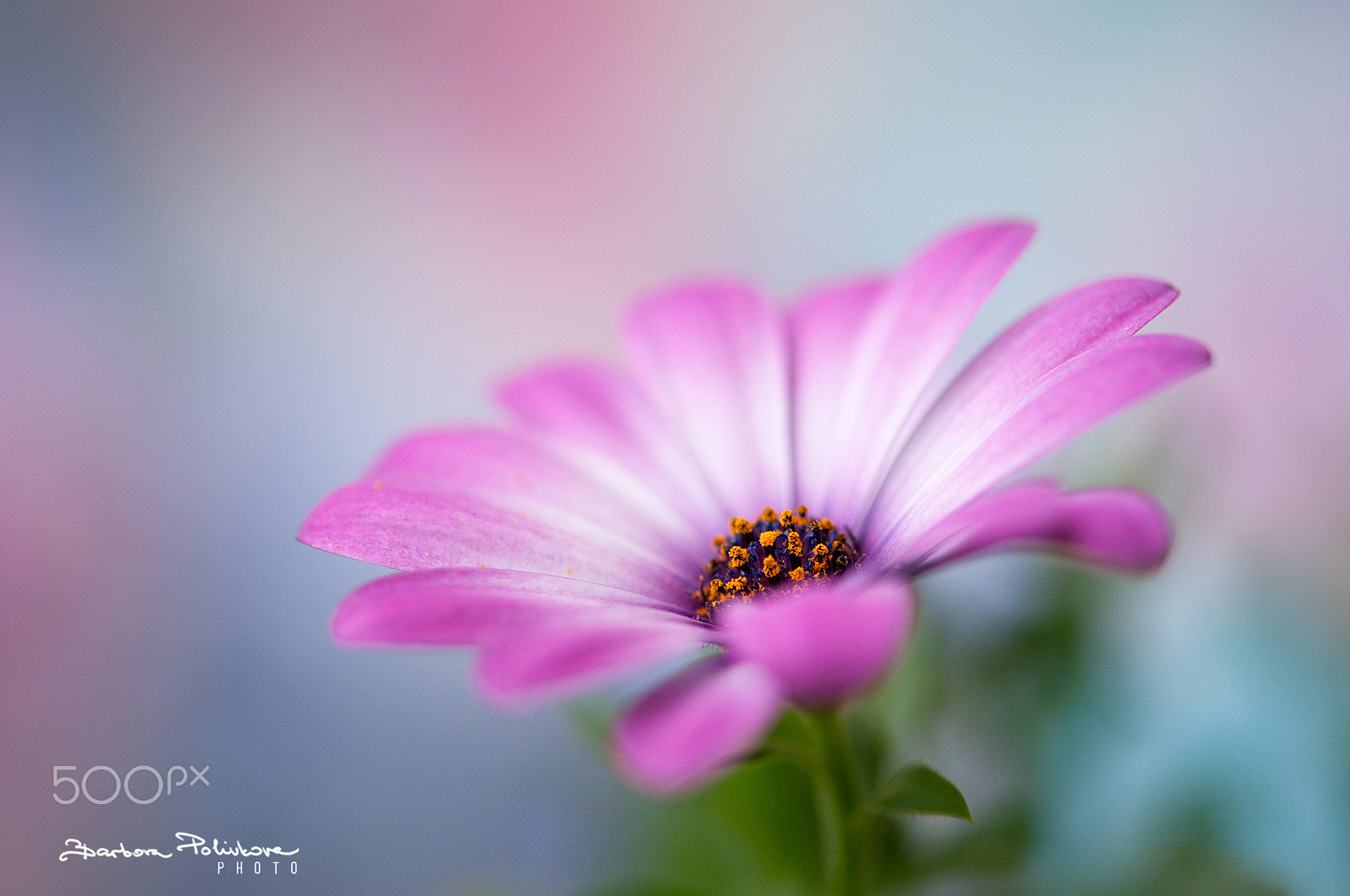 Nikon AF-S Micro-Nikkor 60mm F2.8G ED sample photo. Dreamy photography