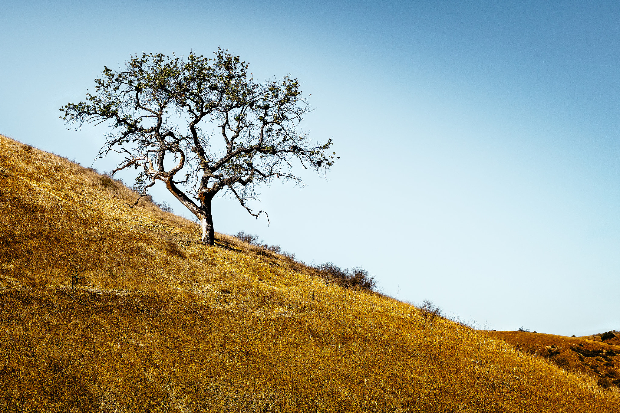 E 32mm F1.8 sample photo. Tree on a hill photography