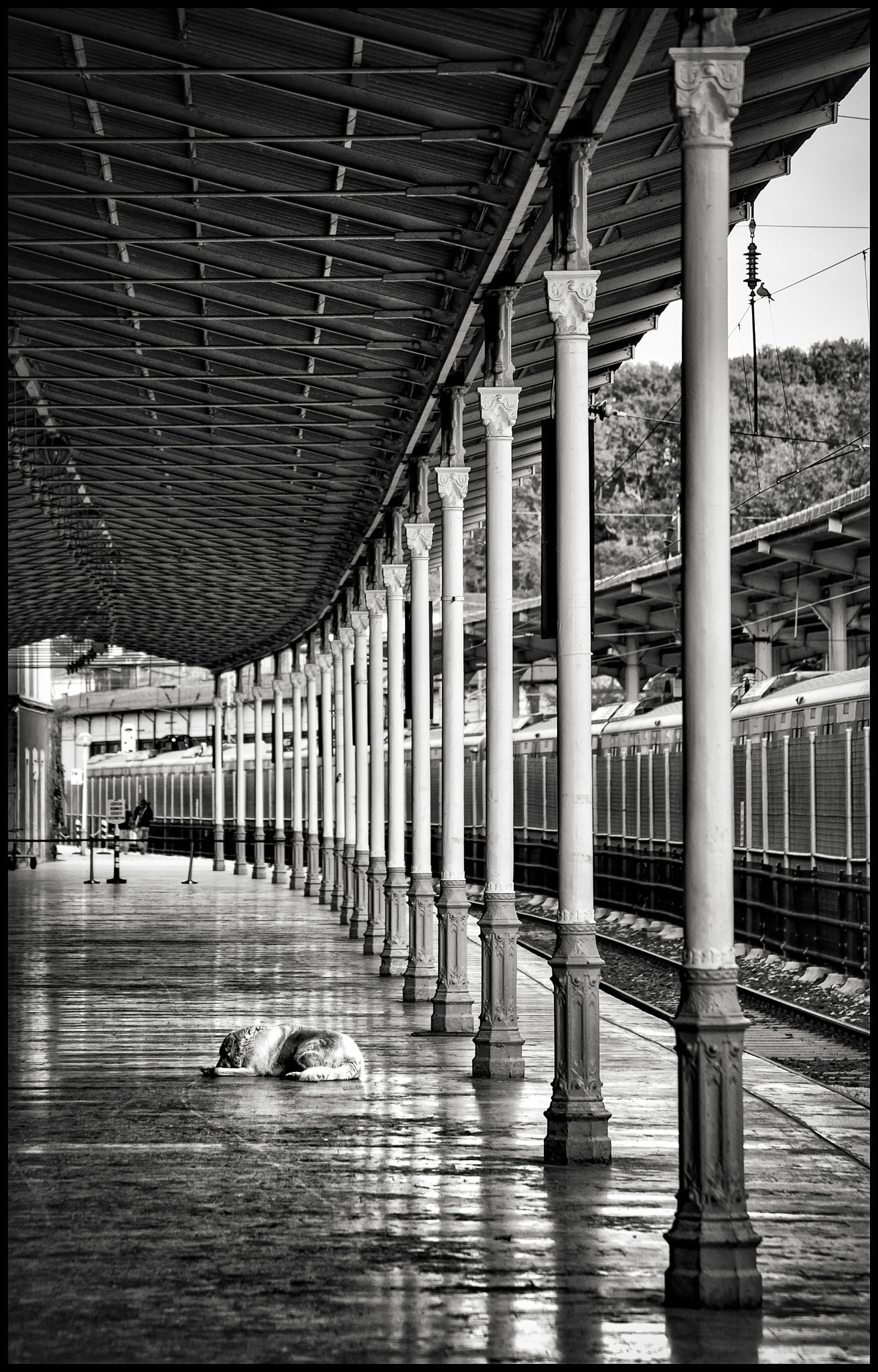 Canon EF 28-135mm F3.5-5.6 IS USM sample photo. Watchdog of the station.... photography