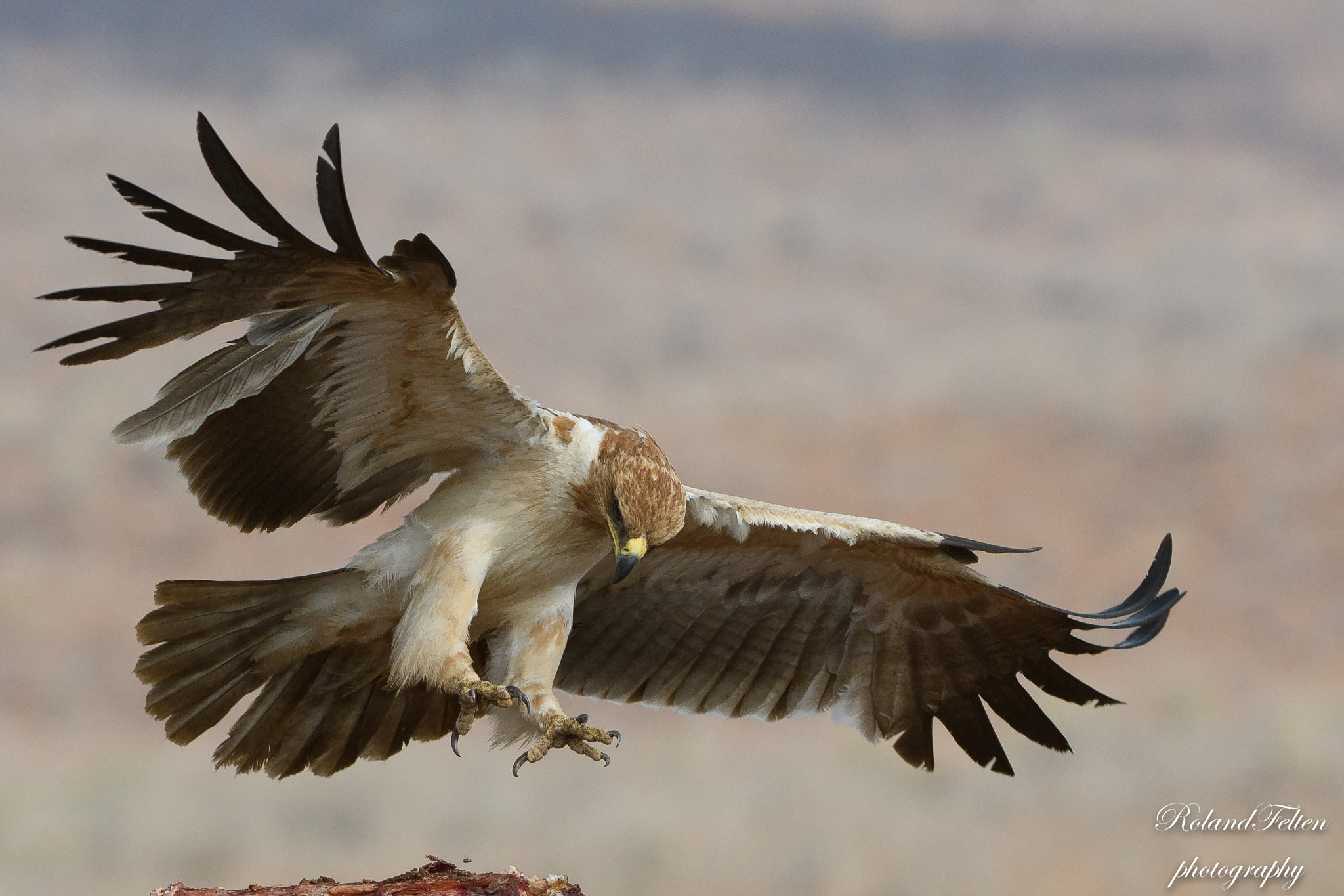 Nikon AF-S Nikkor 200-400mm F4G ED-IF VR sample photo. Sharp claws photography