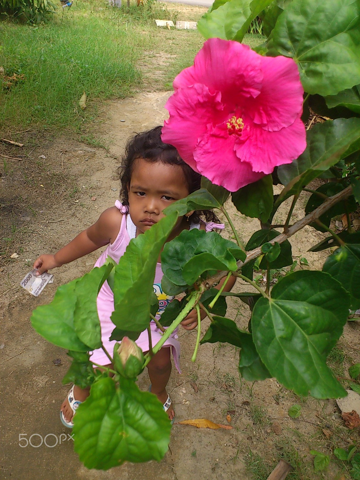Sony Ericsson Xperia ray sample photo. My 4 yr theodora hidding under 'bunga/flower pink raya' photography