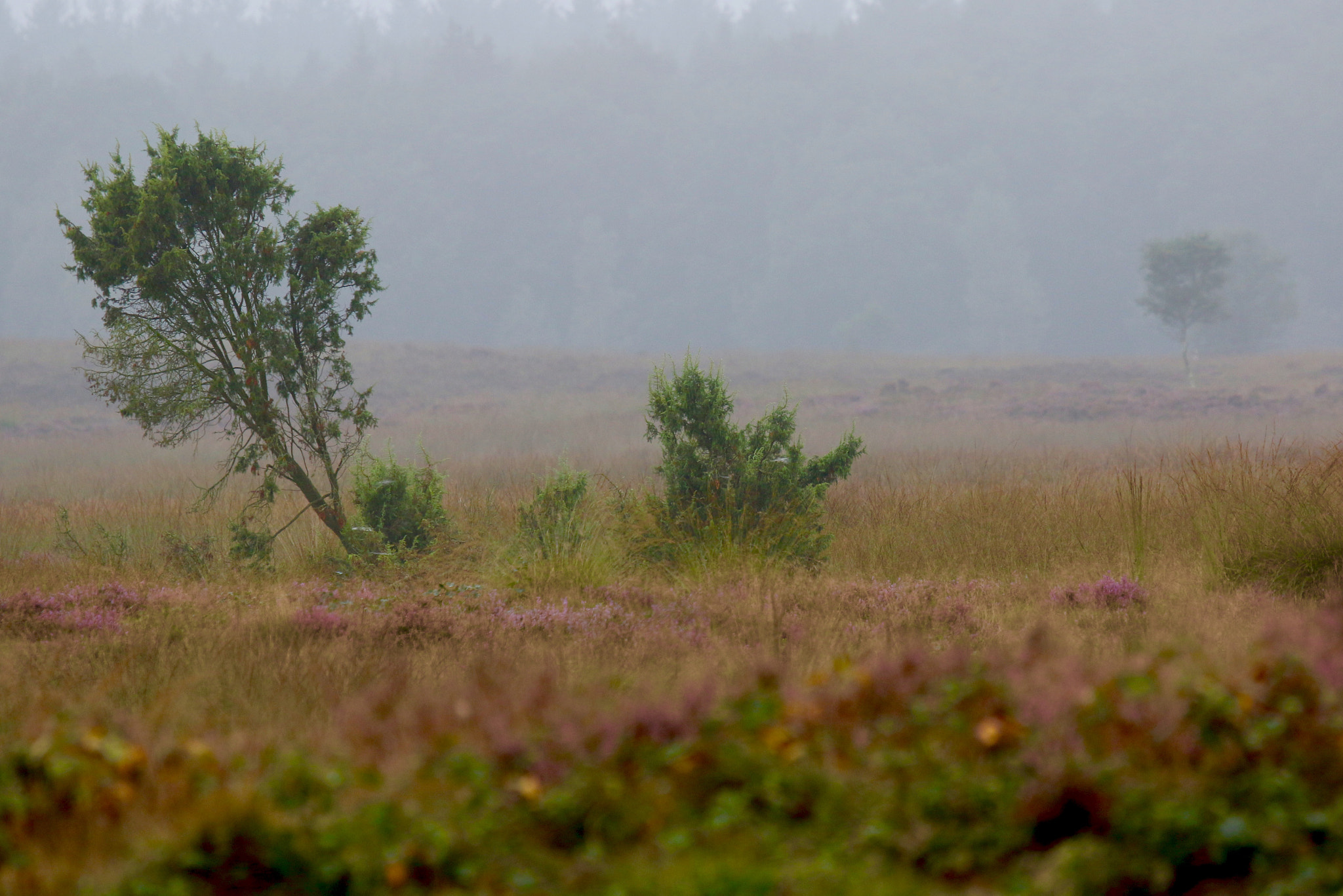 Canon EF 100-400mm F4.5-5.6L IS USM sample photo. Hazy morning photography