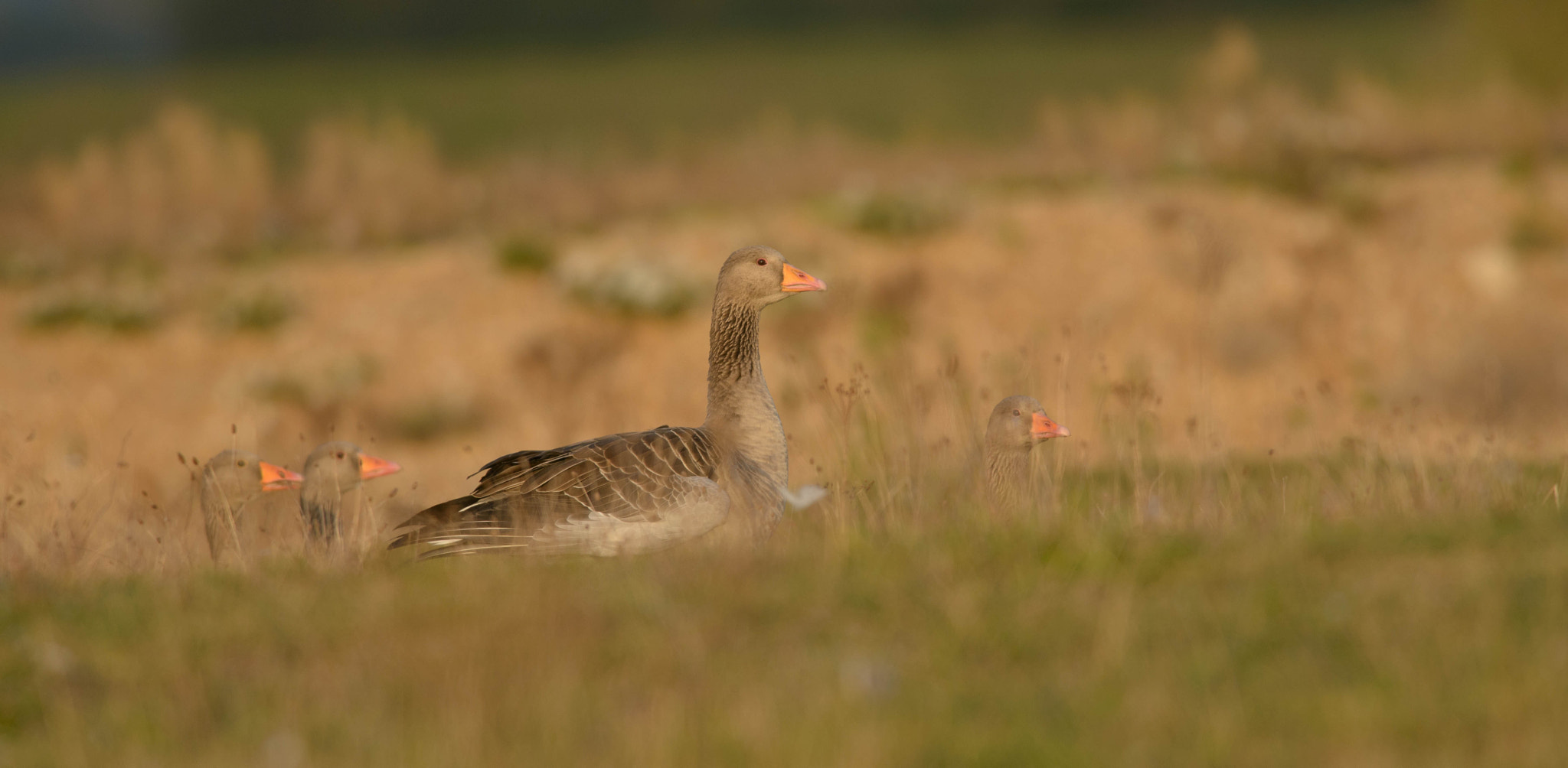 AF-S Nikkor 300mm f/2.8D IF-ED II sample photo. The pink foots photography