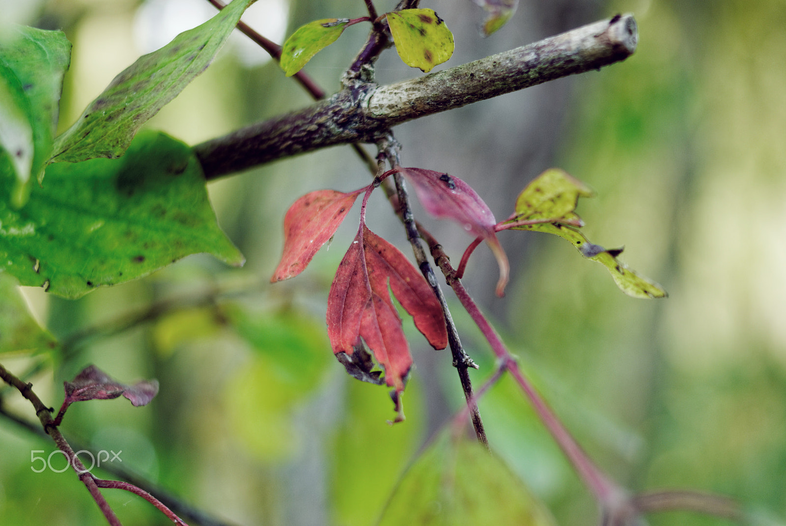 Pentax K10D sample photo. Les couleurs de l'automne / colors of autumn photography