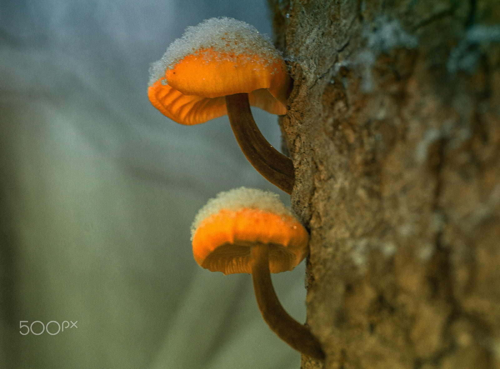 Sigma 50mm f/1.4 EX DG HSM + 1.4x sample photo. Frosen photography