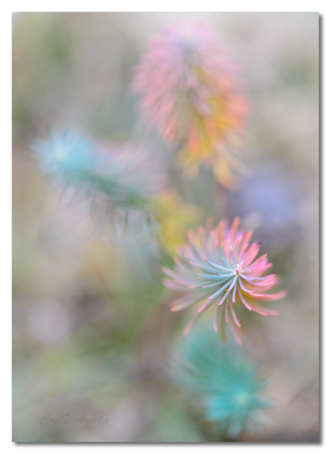 Nikon D4 sample photo. Forest palette photography