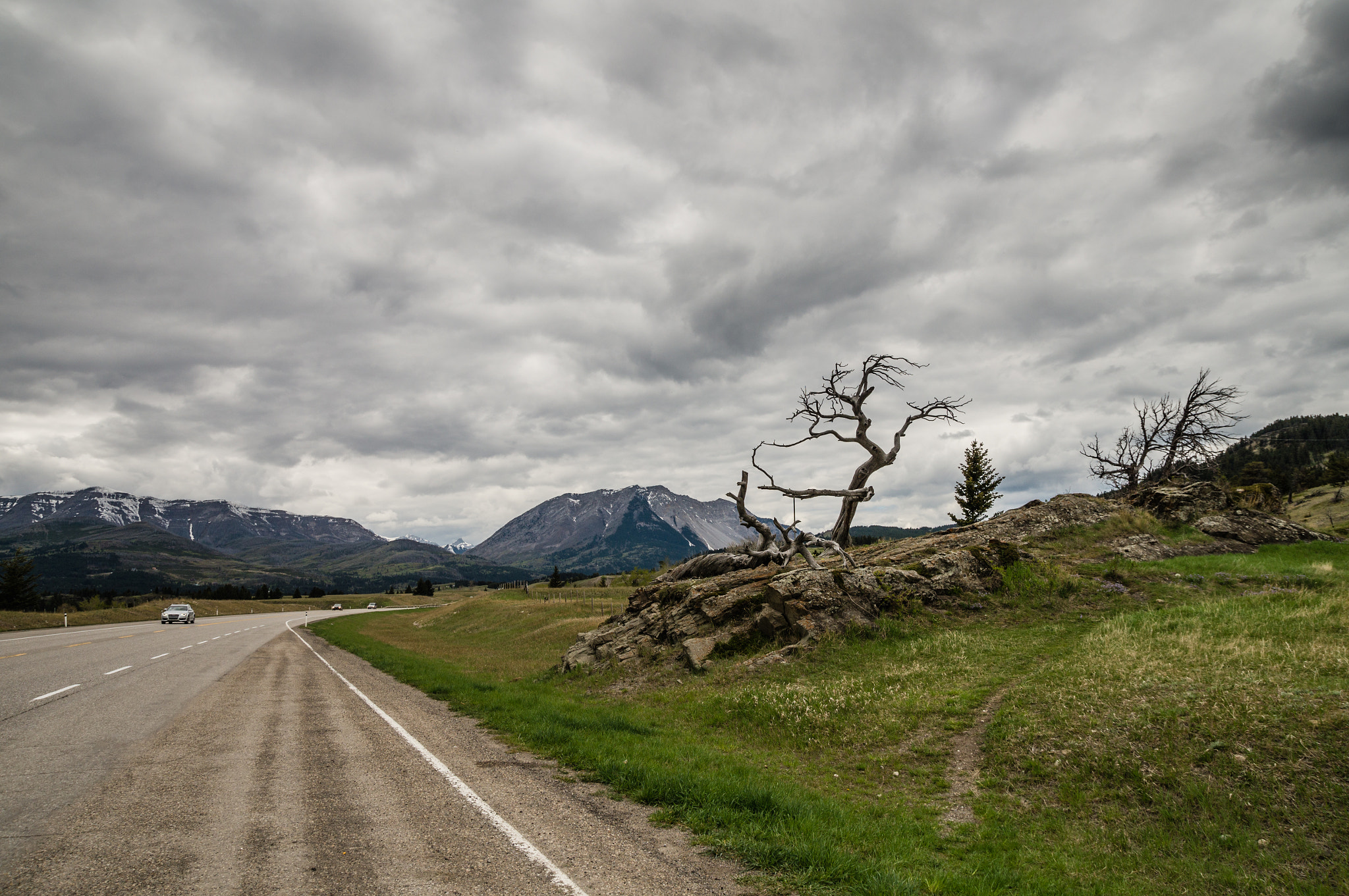 Sony SLT-A57 sample photo. Burmis tree photography