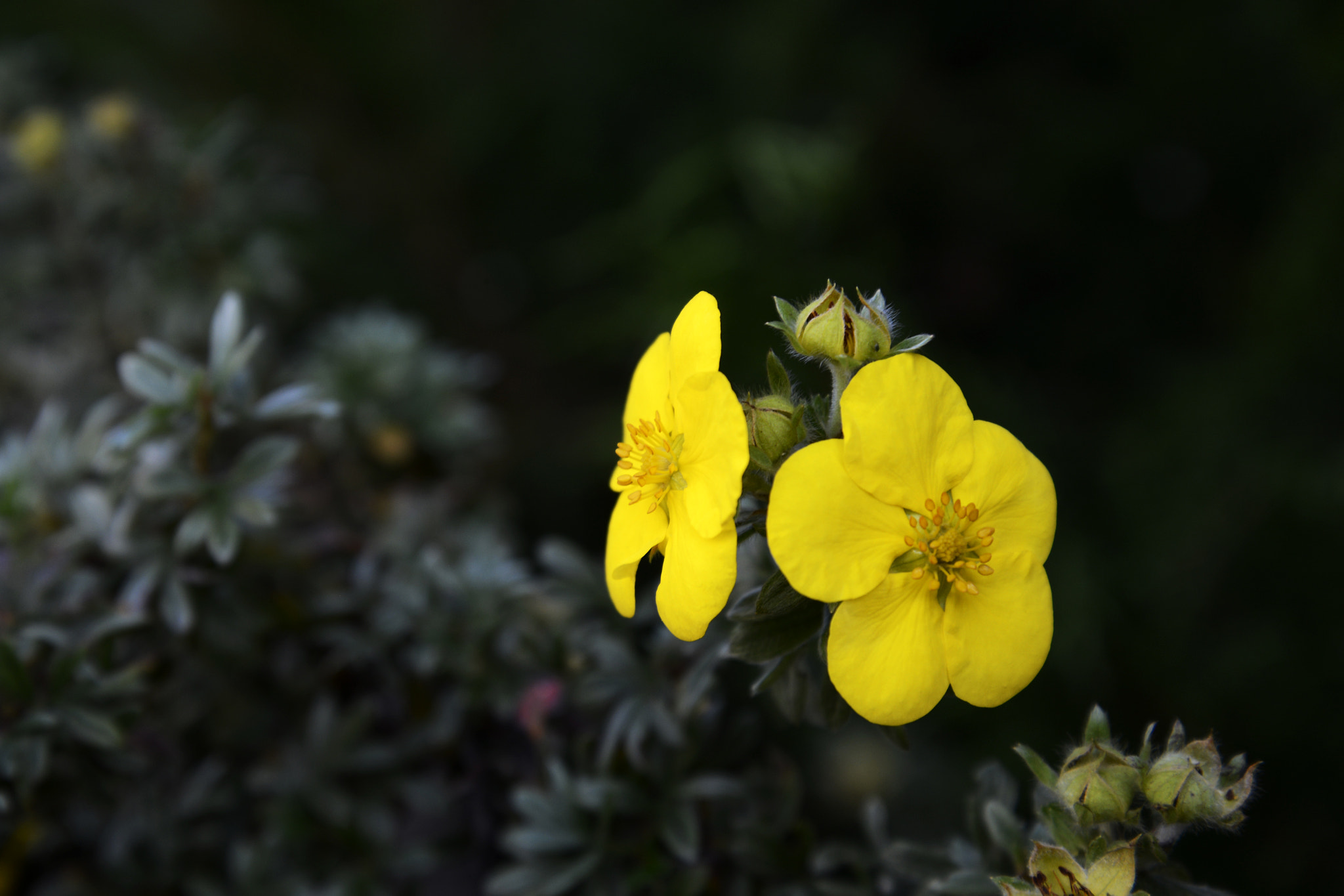 AF Zoom-Nikkor 75-240mm f/4.5-5.6D sample photo. Potentilla photography