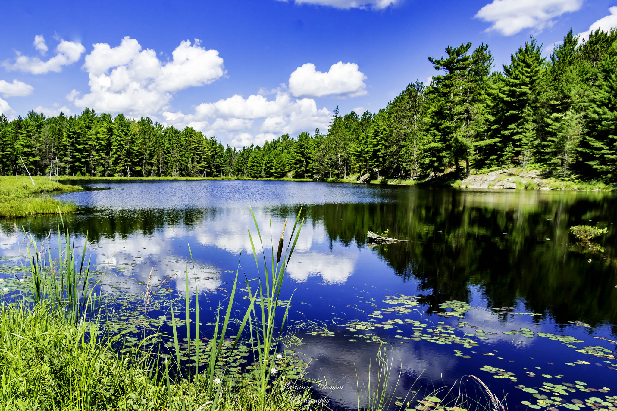Canon EF-S 17-85mm F4-5.6 IS USM sample photo. Cattails and water lilies photography