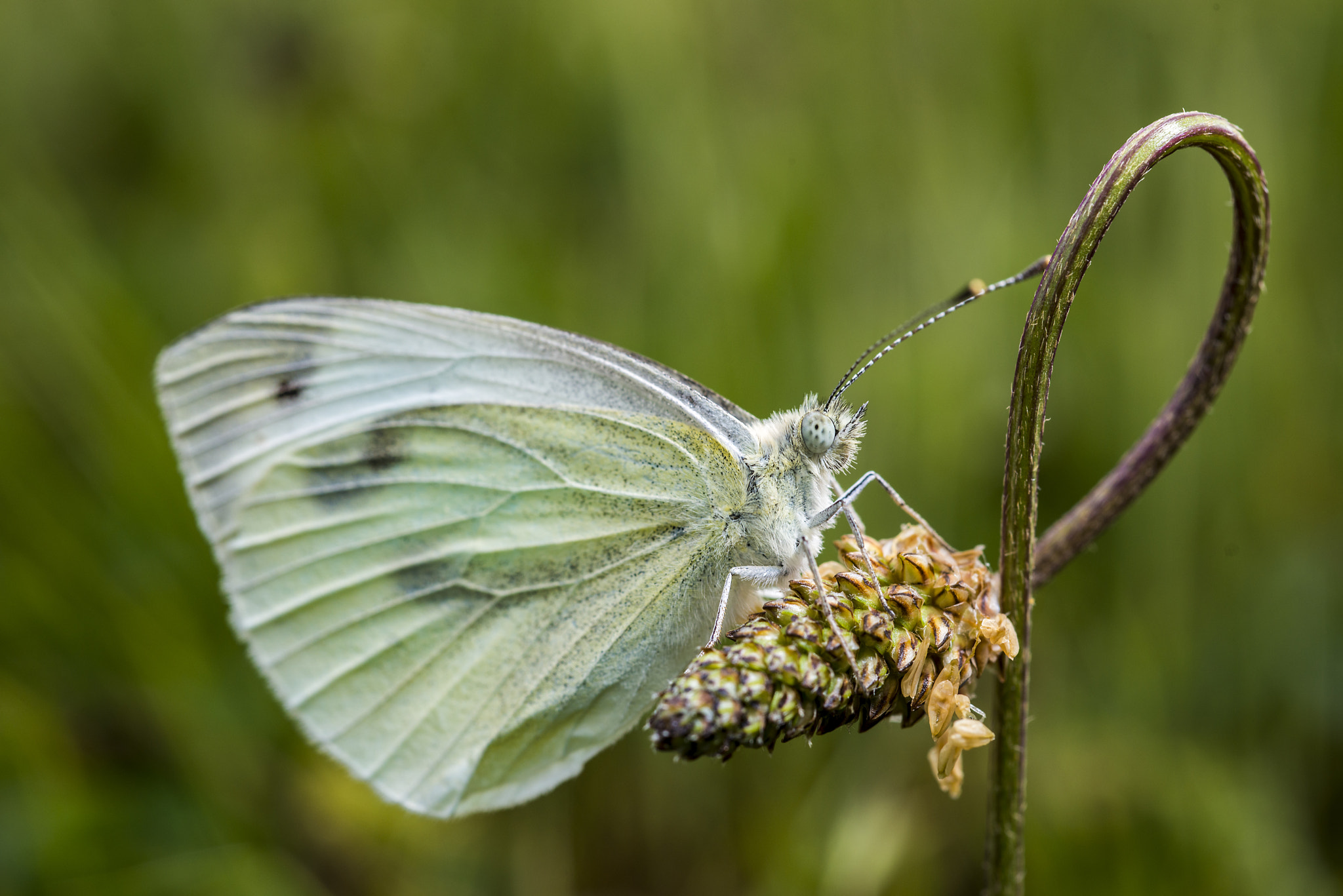 Nikon D800E + Nikon AF Micro-Nikkor 60mm F2.8D sample photo. Butterfly photography