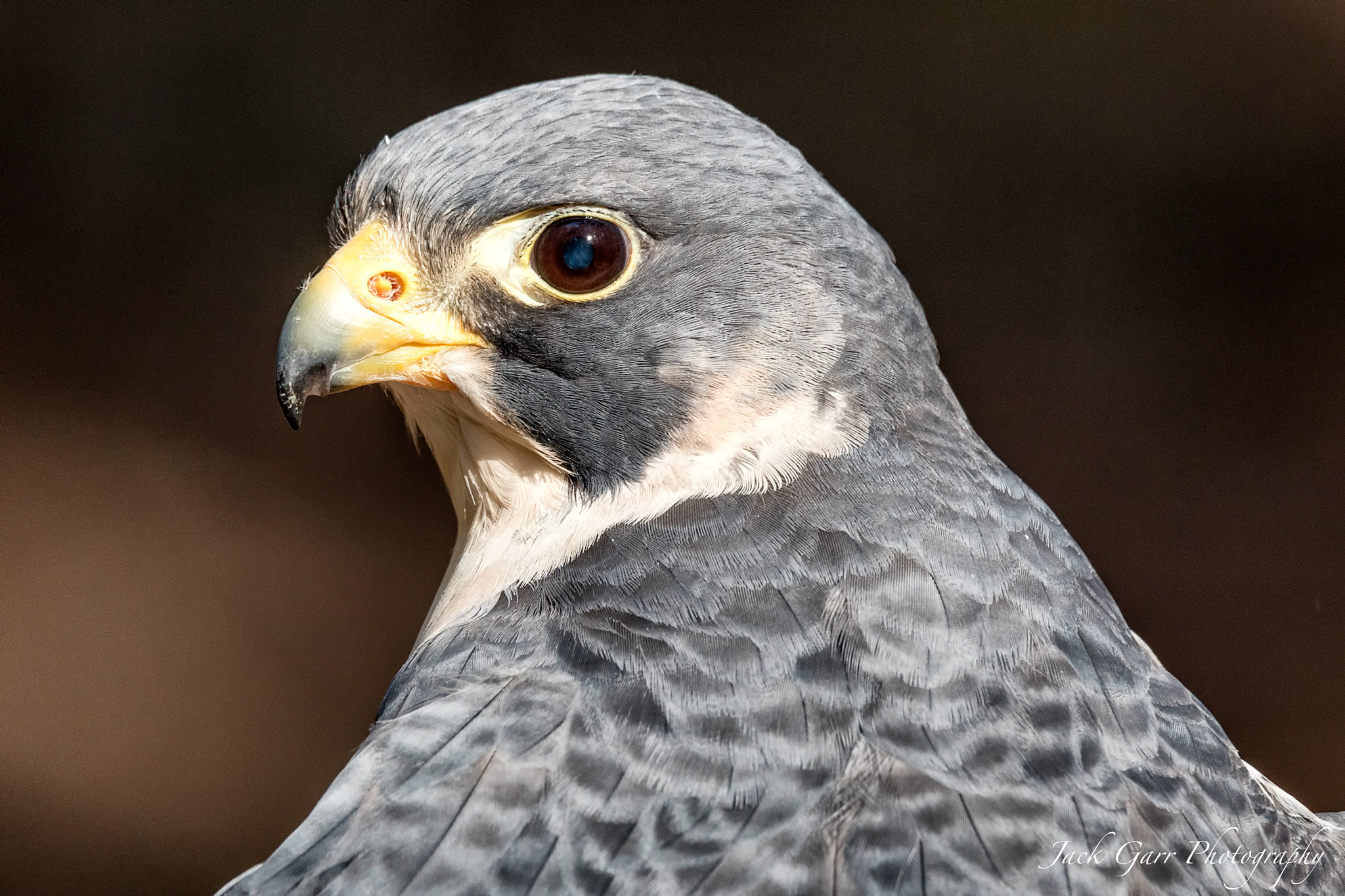 Canon EOS 5DS sample photo. Peregrine falcon profile photography