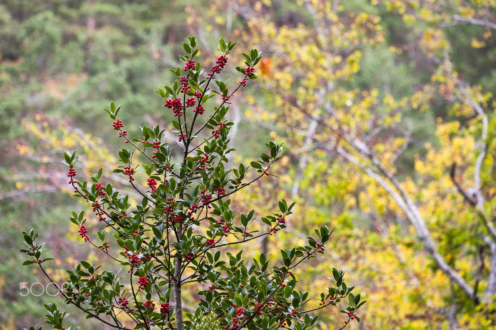 Canon EF 180mm F3.5L Macro USM sample photo. Ilex aquifolium photography