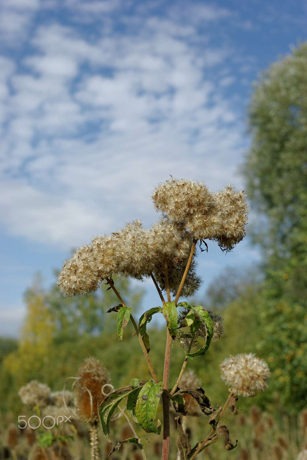 Pentax K10D sample photo. Colors of autumn in picardy photography