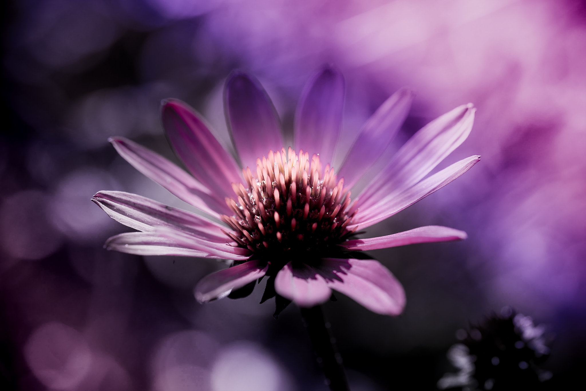 Sony a7 II + 105mm F2.8 sample photo. Violetta photography