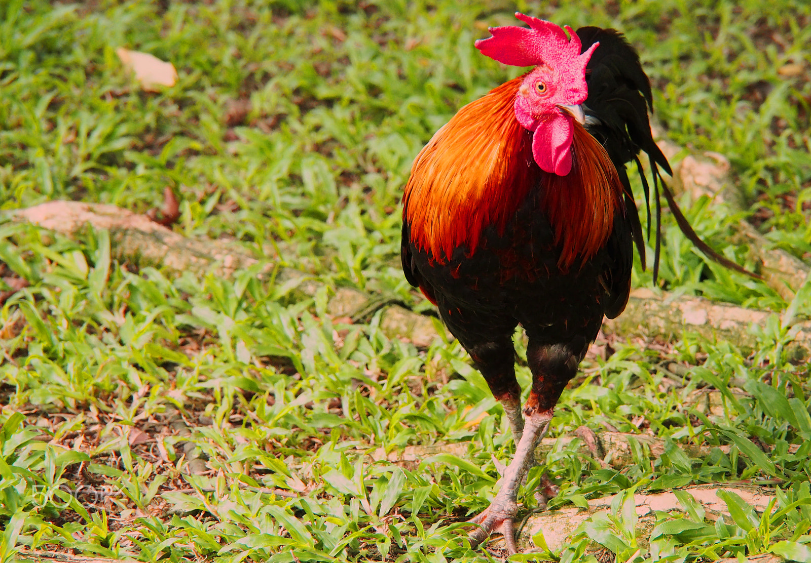 OLYMPUS M.14-150mm F4.0-5.6 II sample photo. Cock/rooster photography
