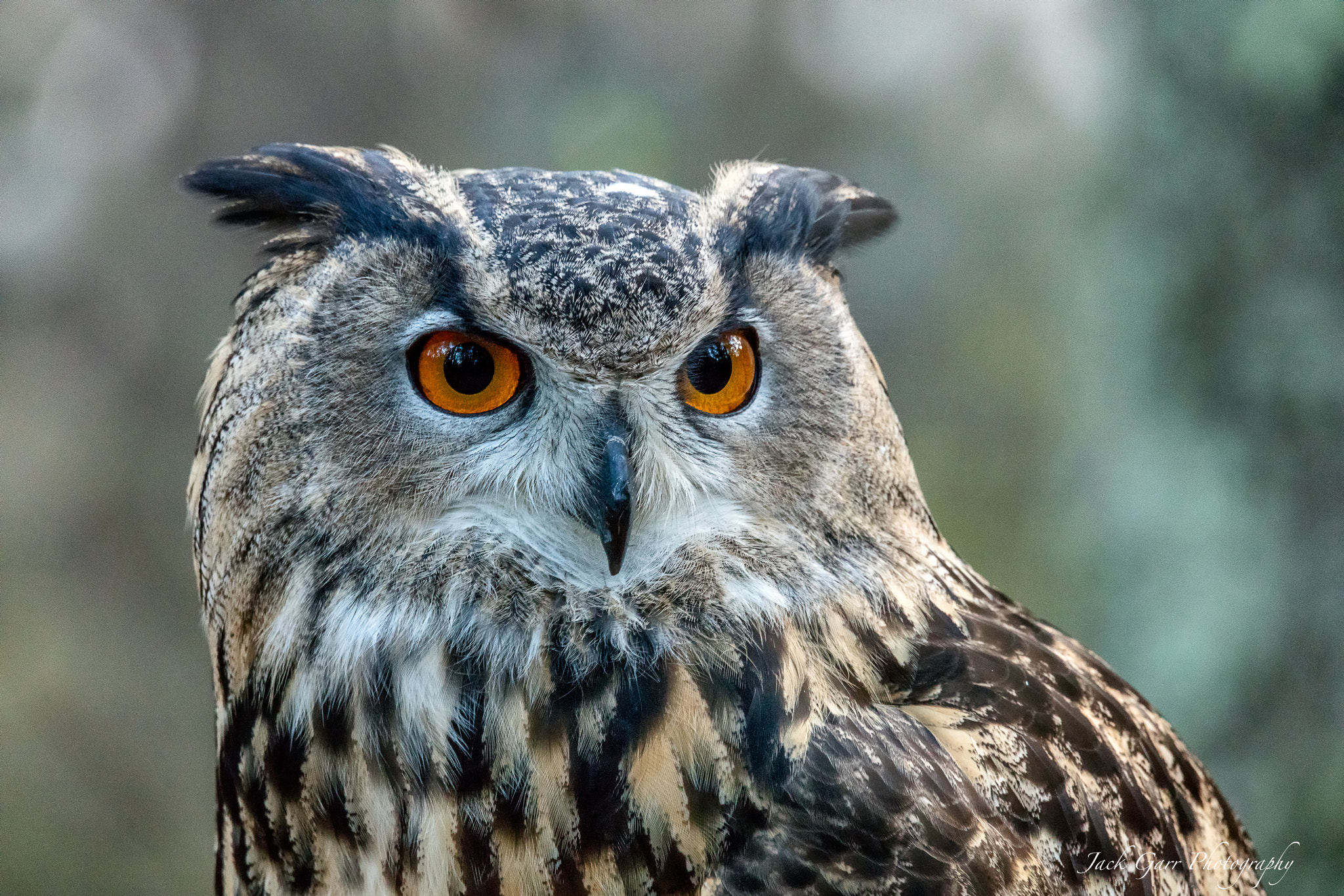 Canon EOS 5DS sample photo. Eurasian eagle owl portrait photography