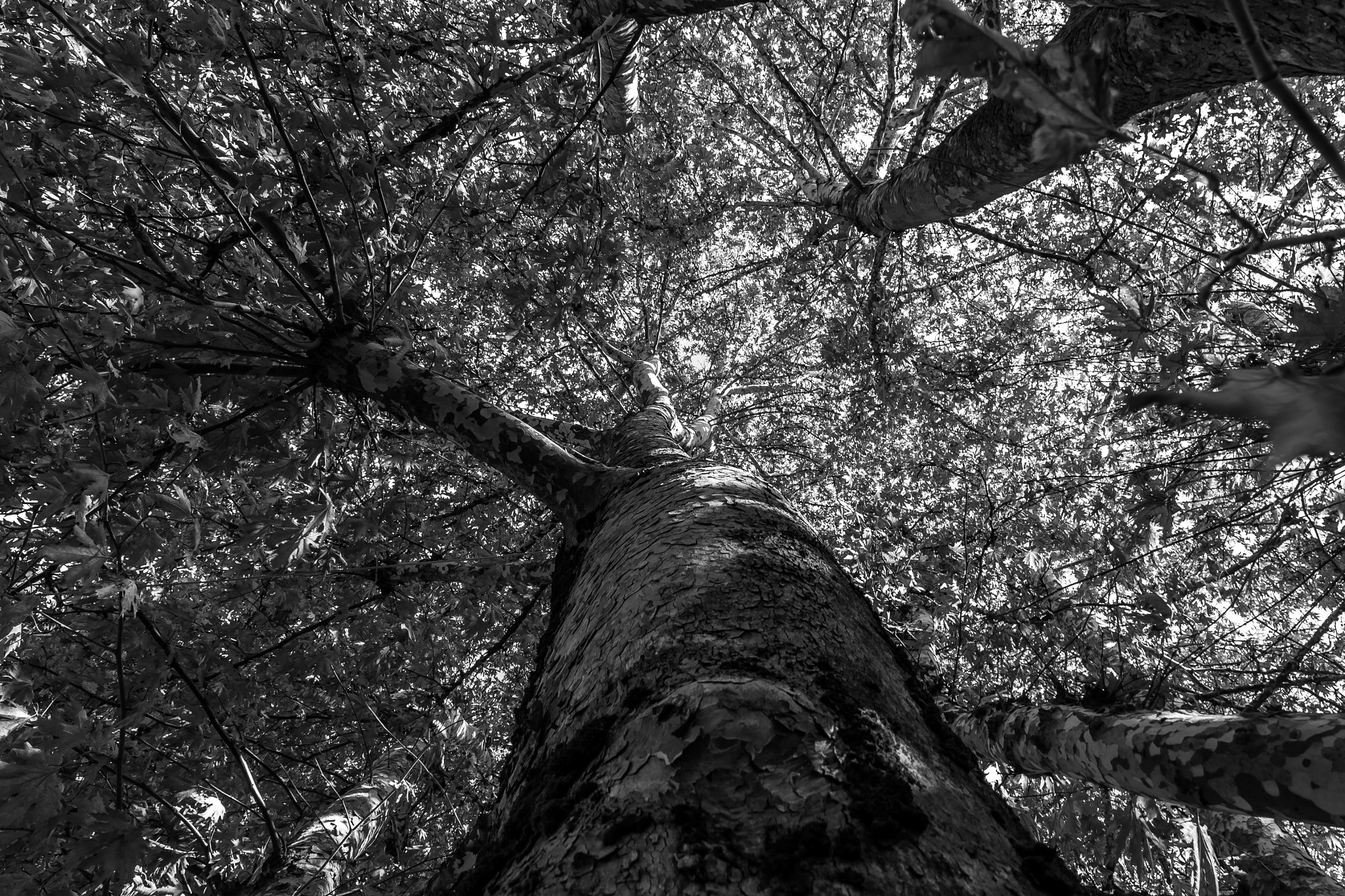 Canon EOS 50D sample photo. Always to sky photography