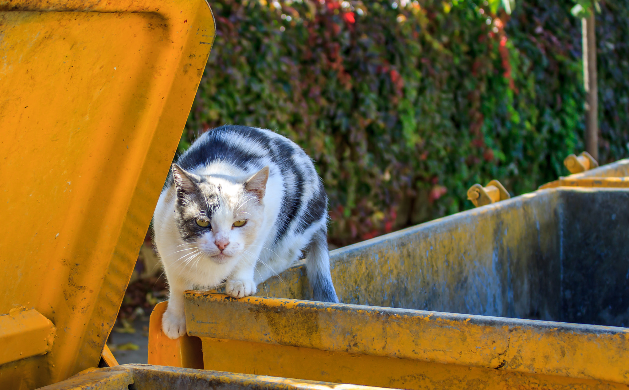 Canon EOS 50D sample photo. King of garbage bin photography