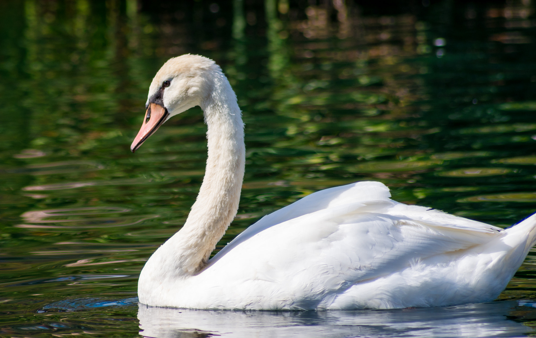 Sigma 70-300mm F4-5.6 APO DG Macro sample photo. Classy swan photography